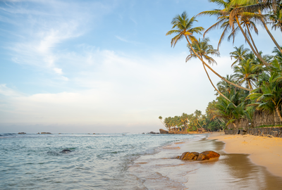 Whale watching in Mirissa