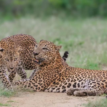 Yala Eco Shine - Hotel exterior or room view